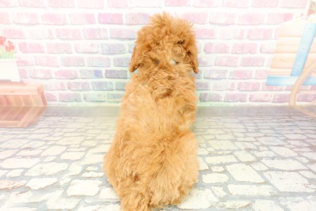 山梨県のトイプードル(トイ) (Coo&RIKU甲府昭和通り店/2025年11月10日生まれ/男の子/アプリコット)の子犬の4枚目の画像