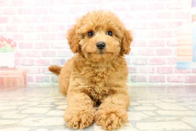 栃木県のトイプードル(トイ) (Coo&RIKU足利店/2025年11月10日生まれ/女の子/アプリコット)の子犬の1枚目の画像