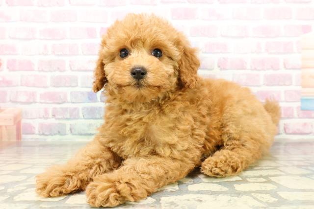 栃木県のトイプードル(トイ) (Coo&RIKU足利店/2025年11月10日生まれ/女の子/アプリコット)の子犬の2枚目の画像