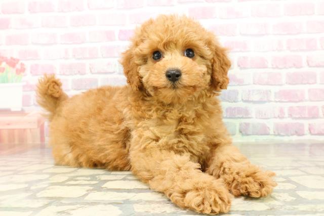 栃木県のトイプードル(トイ) (Coo&RIKU足利店/2025年11月10日生まれ/女の子/アプリコット)の子犬の3枚目の画像