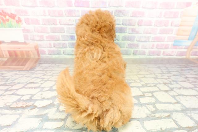 栃木県のトイプードル(トイ) (Coo&RIKU足利店/2025年11月10日生まれ/女の子/アプリコット)の子犬の4枚目の画像