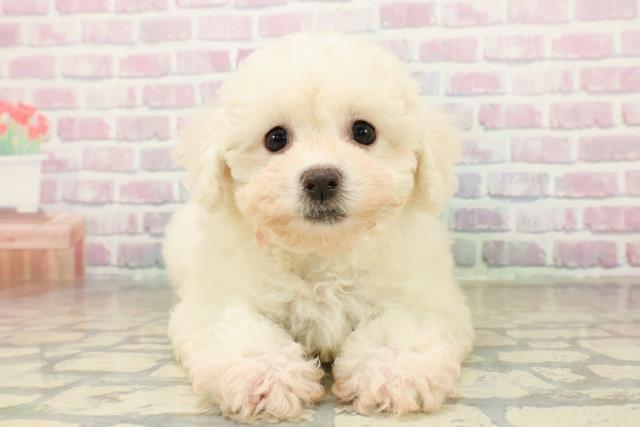 東京都のビションフリーゼ (Coo&RIKU府中店/2025年11月7日生まれ/女の子/ホワイト)の子犬の1枚目の画像