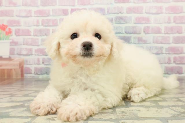 東京都のビションフリーゼ (Coo&RIKU府中店/2025年11月7日生まれ/女の子/ホワイト)の子犬の2枚目の画像