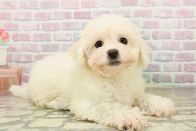 東京都のビションフリーゼ (Coo&RIKU府中店/2025年11月7日生まれ/女の子/ホワイト)の子犬の3枚目の画像