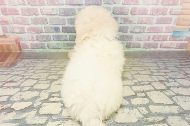 東京都のビションフリーゼ (Coo&RIKU府中店/2025年11月7日生まれ/女の子/ホワイト)の子犬の4枚目の画像