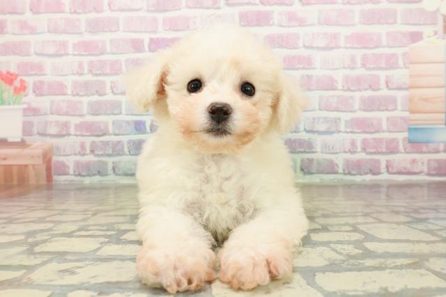 栃木県のビションフリーゼ (Coo&RIKU足利店/2025年11月7日生まれ/女の子/ホワイト)の子犬の1枚目の画像