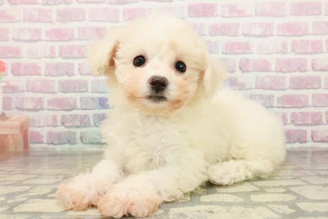 栃木県のビションフリーゼ (Coo&RIKU足利店/2025年11月7日生まれ/女の子/ホワイト)の子犬の2枚目の画像