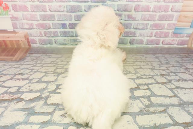 栃木県のビションフリーゼ (Coo&RIKU足利店/2025年11月7日生まれ/女の子/ホワイト)の子犬の4枚目の画像