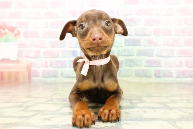 埼玉県のミニチュアピンシャー (Coo&RIKUヤオコー幸手店/2025年11月12日生まれ/女の子/チョコレートタン)の子犬の1枚目の画像