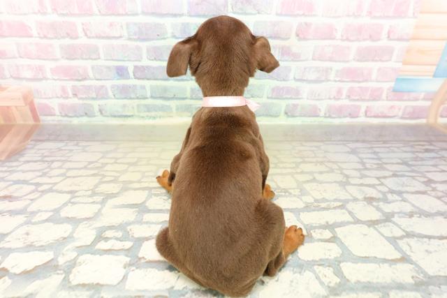 埼玉県のミニチュアピンシャー (Coo&RIKUヤオコー幸手店/2025年11月12日生まれ/女の子/チョコレートタン)の子犬の4枚目の画像