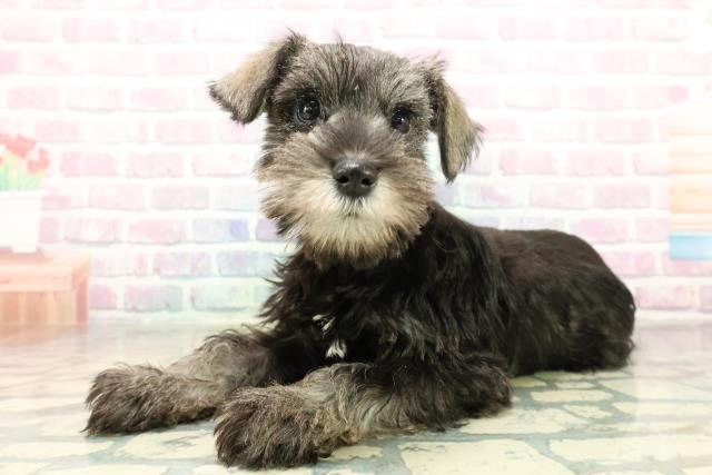 神奈川県のミニチュアシュナウザー (Coo&RIKUパウ川崎店/2025年10月30日生まれ/女の子/ソルトペッパー)の子犬の2枚目の画像