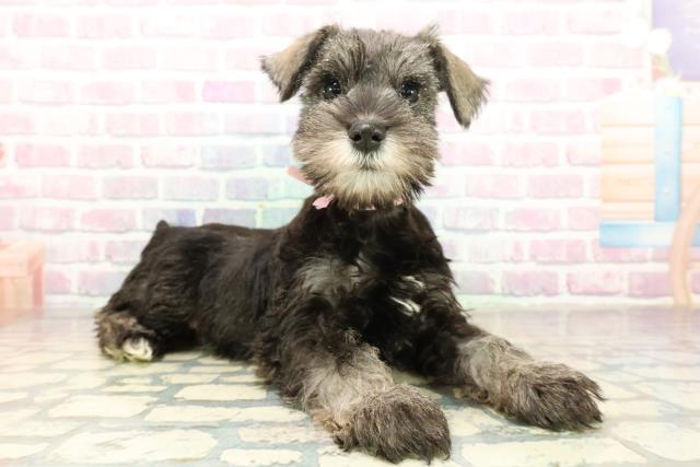 神奈川県のミニチュアシュナウザー (Coo&RIKUパウ川崎店/2025年10月30日生まれ/女の子/ソルトペッパー)の子犬の3枚目の画像