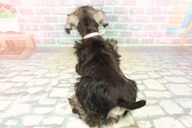 神奈川県のミニチュアシュナウザー (Coo&RIKUパウ川崎店/2025年10月30日生まれ/女の子/ソルトペッパー)の子犬の4枚目の画像