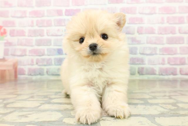 千葉県のポメチワ/チワポメ/ポメチー(ポメラニアン×チワワ) (Coo&RIKU南柏店/2025年11月12日生まれ/女の子/クリーム)の子犬の1枚目の画像