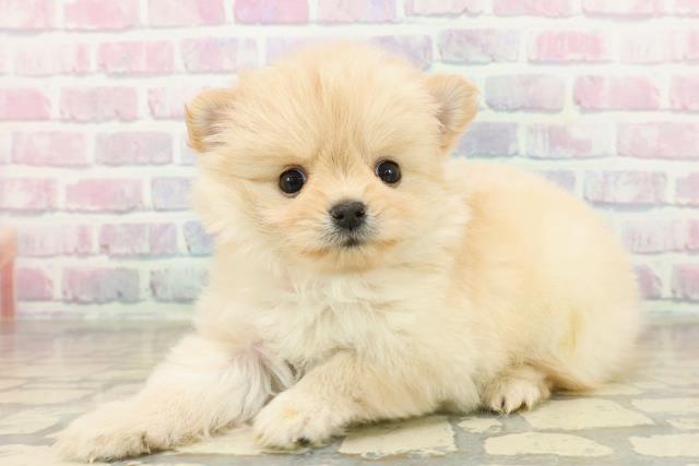 千葉県のポメチワ/チワポメ/ポメチー(ポメラニアン×チワワ) (Coo&RIKU南柏店/2025年11月12日生まれ/女の子/クリーム)の子犬の2枚目の画像