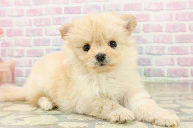 千葉県のポメチワ/チワポメ/ポメチー(ポメラニアン×チワワ) (Coo&RIKU南柏店/2025年11月12日生まれ/女の子/クリーム)の子犬の3枚目の画像