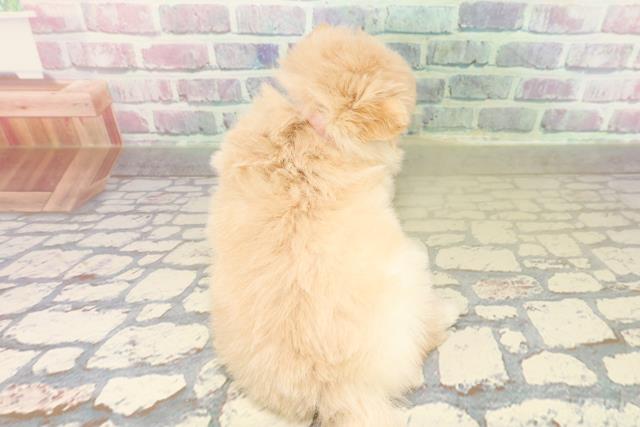 千葉県のポメチワ/チワポメ/ポメチー(ポメラニアン×チワワ) (Coo&RIKU南柏店/2025年11月12日生まれ/女の子/クリーム)の子犬の4枚目の画像
