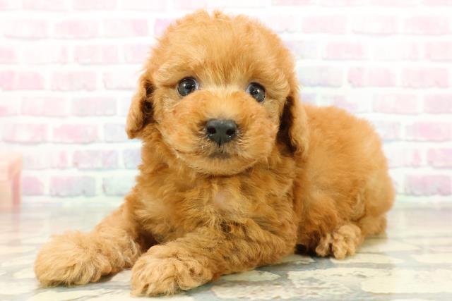 栃木県のトイプードル(トイ) (Coo&RIKUFKDインターパーク店/2025年11月9日生まれ/女の子/アプリコット)の子犬の2枚目の画像