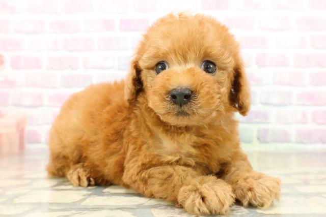 栃木県のトイプードル(トイ) (Coo&RIKUFKDインターパーク店/2025年11月9日生まれ/女の子/アプリコット)の子犬の3枚目の画像