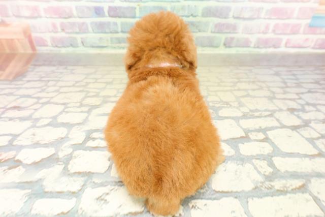栃木県のトイプードル(トイ) (Coo&RIKUFKDインターパーク店/2025年11月9日生まれ/女の子/アプリコット)の子犬の4枚目の画像