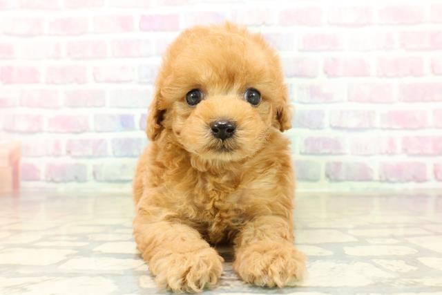 トイ・プードル