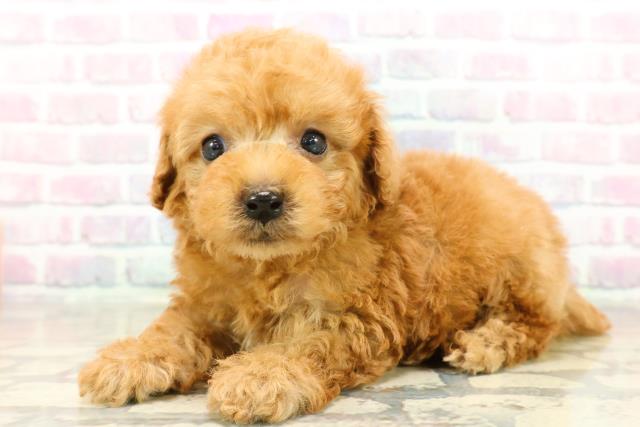 神奈川県のトイプードル(トイ) (Coo&RIKU平塚店/2025年11月9日生まれ/男の子/アプリコット)の子犬の2枚目の画像