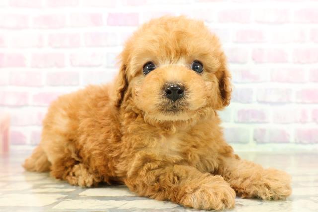 神奈川県のトイプードル(トイ) (Coo&RIKU平塚店/2025年11月9日生まれ/男の子/アプリコット)の子犬の3枚目の画像