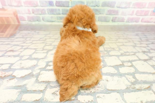 神奈川県のトイプードル(トイ) (Coo&RIKU平塚店/2025年11月9日生まれ/男の子/アプリコット)の子犬の4枚目の画像