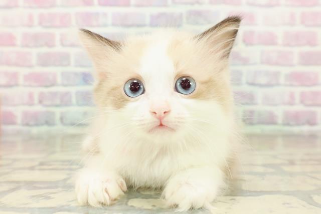 東京都のラグドール (Coo&RIKU武蔵小山店/2025年11月7日生まれ/女の子/シールポイントバイカラー)の子猫の1枚目の画像