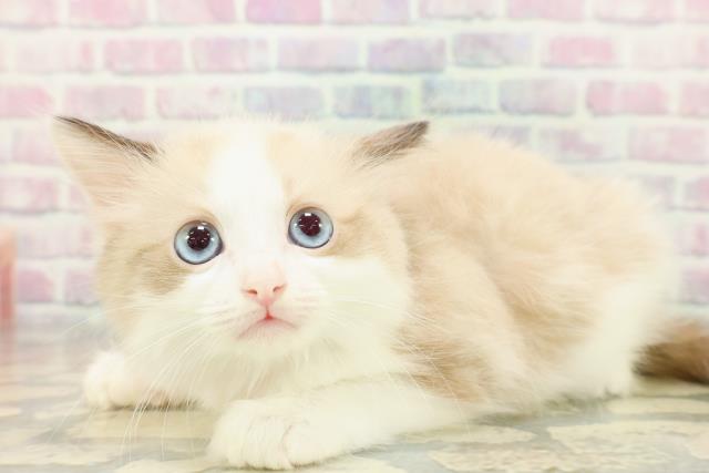 東京都のラグドール (Coo&RIKU武蔵小山店/2025年11月7日生まれ/女の子/シールポイントバイカラー)の子猫の2枚目の画像