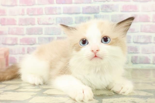 東京都のラグドール (Coo&RIKU武蔵小山店/2025年11月7日生まれ/女の子/シールポイントバイカラー)の子猫の3枚目の画像