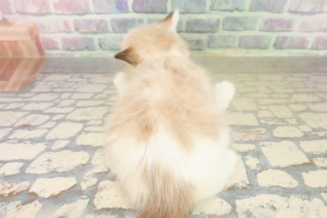 東京都のラグドール (Coo&RIKU武蔵小山店/2025年11月7日生まれ/女の子/シールポイントバイカラー)の子猫の4枚目の画像