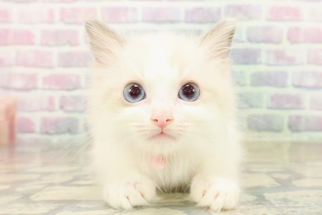 神奈川県のラグドール (Coo&RIKU江の島店/2025年11月7日生まれ/女の子/ブルーポイントバイカラー)の子猫の1枚目の画像