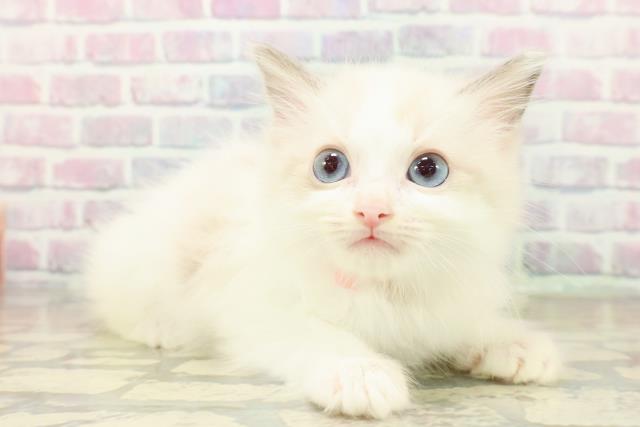 神奈川県のラグドール (Coo&RIKU江の島店/2025年11月7日生まれ/女の子/ブルーポイントバイカラー)の子猫の3枚目の画像