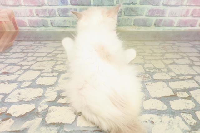 神奈川県のラグドール (Coo&RIKU江の島店/2025年11月7日生まれ/女の子/ブルーポイントバイカラー)の子猫の4枚目の画像