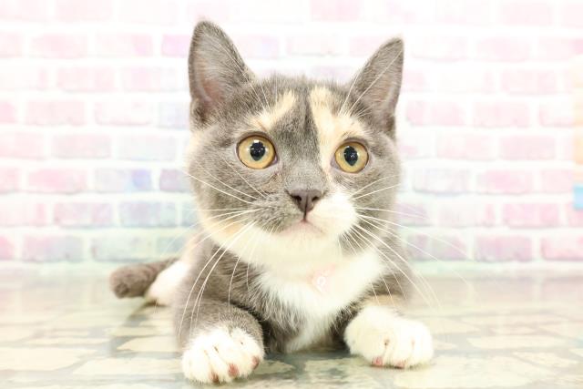 東京都のマンチカン (Coo&RIKU武蔵小山店/2025年11月6日生まれ/女の子/ダイリュートキャリコ)の子猫の1枚目の画像