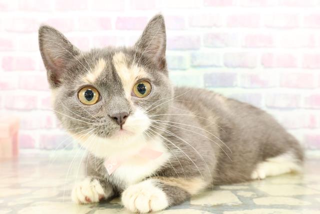 東京都のマンチカン (Coo&RIKU武蔵小山店/2025年11月6日生まれ/女の子/ダイリュートキャリコ)の子猫の2枚目の画像