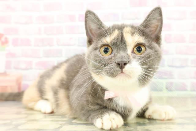 東京都のマンチカン (Coo&RIKU武蔵小山店/2025年11月6日生まれ/女の子/ダイリュートキャリコ)の子猫の3枚目の画像