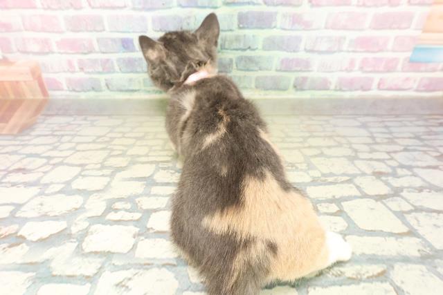 東京都のマンチカン (Coo&RIKU武蔵小山店/2025年11月6日生まれ/女の子/ダイリュートキャリコ)の子猫の4枚目の画像