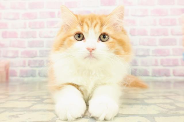 東京都のサイベリアン (Coo&RIKU赤坂店/2025年11月9日生まれ/女の子/レッドタビーホワイト)の子猫の1枚目の画像