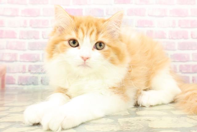 東京都のサイベリアン (Coo&RIKU赤坂店/2025年11月9日生まれ/女の子/レッドタビーホワイト)の子猫の2枚目の画像