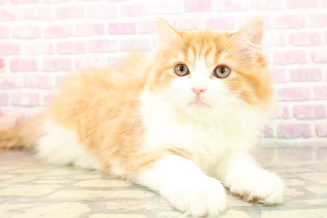 東京都のサイベリアン (Coo&RIKU赤坂店/2025年11月9日生まれ/女の子/レッドタビーホワイト)の子猫の3枚目の画像