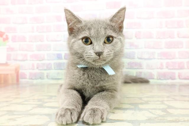 東京都のシャルトリュー (Coo&RIKU中野サンモール店/2025年11月6日生まれ/女の子/ブルー)の子猫の1枚目の画像