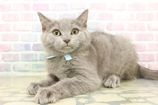 東京都のシャルトリュー (Coo&RIKU中野サンモール店/2025年11月6日生まれ/女の子/ブルー)の子猫の2枚目の画像
