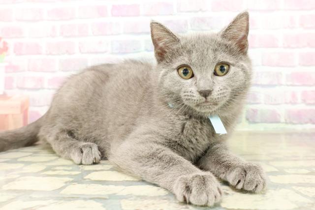 東京都のシャルトリュー (Coo&RIKU中野サンモール店/2025年11月6日生まれ/女の子/ブルー)の子猫の3枚目の画像
