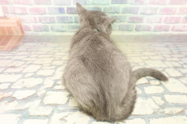 東京都のシャルトリュー (Coo&RIKU中野サンモール店/2025年11月6日生まれ/女の子/ブルー)の子猫の4枚目の画像