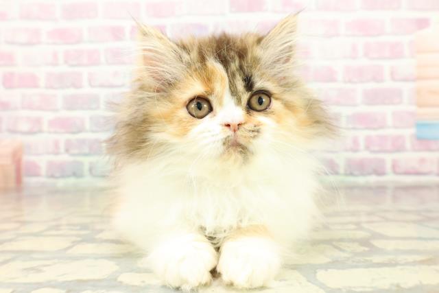 東京都のエキゾチック (Coo&RIKU中野サンモール店/2025年11月5日生まれ/女の子/ブラウンパッチドタビーホワイト)の子猫の1枚目の画像