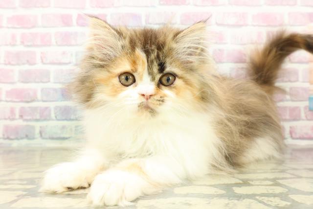 東京都のエキゾチック (Coo&RIKU中野サンモール店/2025年11月5日生まれ/女の子/ブラウンパッチドタビーホワイト)の子猫の2枚目の画像