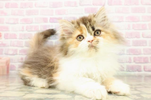 東京都のエキゾチック (Coo&RIKU中野サンモール店/2025年11月5日生まれ/女の子/ブラウンパッチドタビーホワイト)の子猫の3枚目の画像