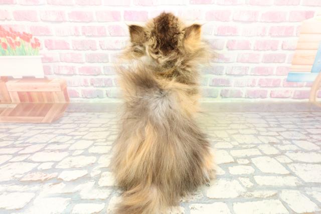 東京都のエキゾチック (Coo&RIKU中野サンモール店/2025年11月5日生まれ/女の子/ブラウンパッチドタビーホワイト)の子猫の4枚目の画像